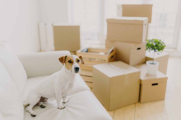 How to Optimize Rear Seat Comfort in a Ford Expedition for Long Trips?